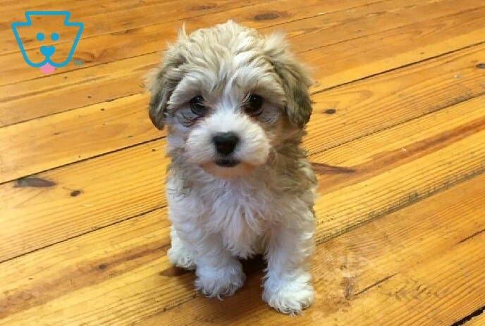 shichon lifespan