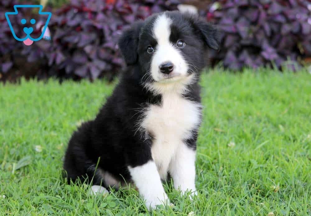 Black and white Border Collie puppy