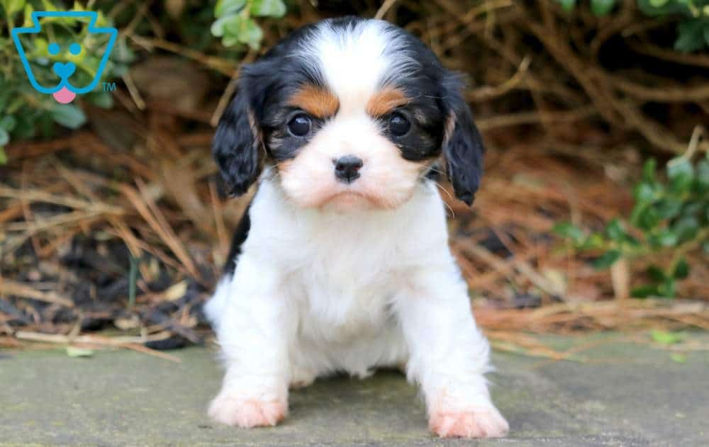 Cavalier puppy with black and white spots 