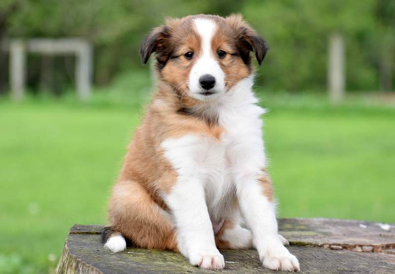 Cute tricolor Sheltie puppy for sale 