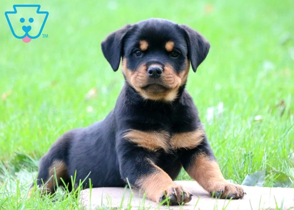 Small Rottweiler puppy in yard