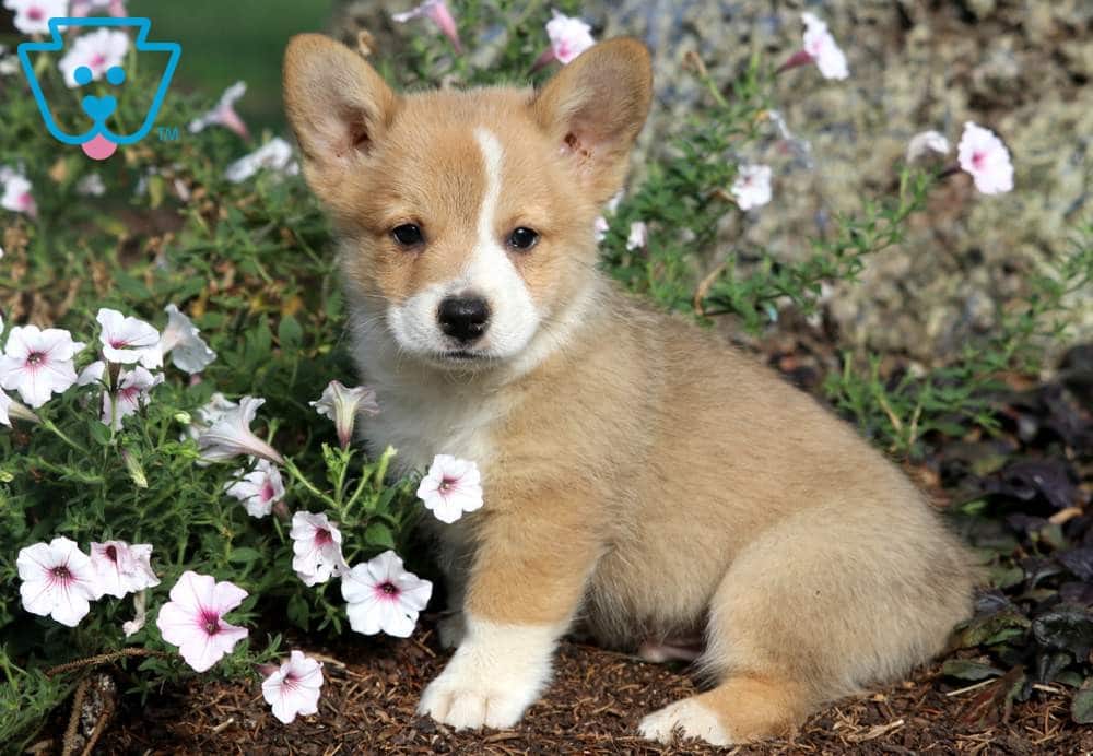 Tan and white Welsh Corgi puppy