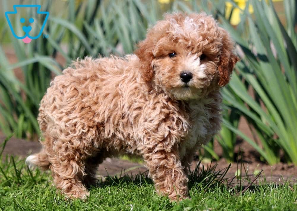 Mini poodle for first time dog owner