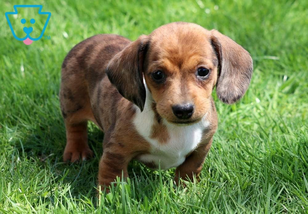 Mini dachshund puppy for sale 