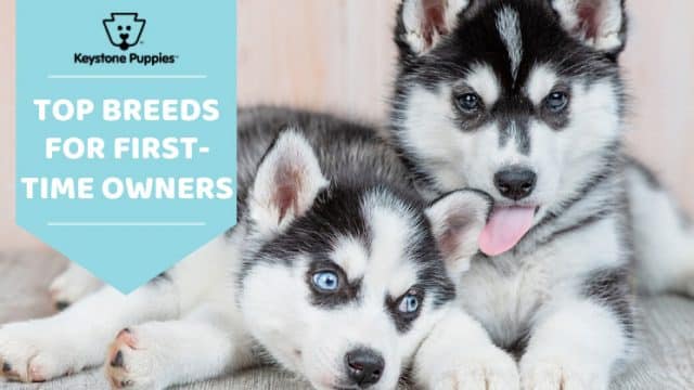 10 Best Dogs for First Time Owners