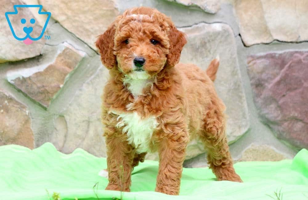 Mini Goldendoodle as first dog breed 