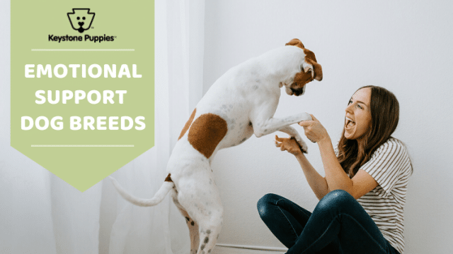 The 6 Best Emotional Support Dog Breeds