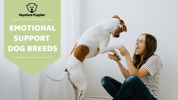 the best emotional support animals