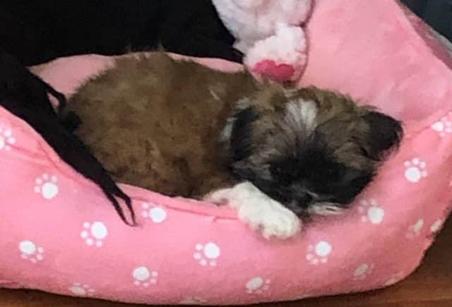 Miss Coco