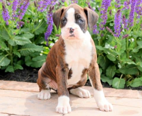 boxer puppies for sale washington boxer puppies for sale washington