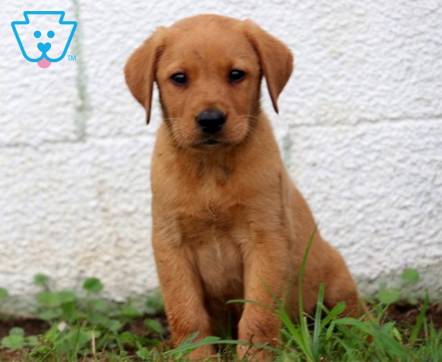 Ace Labrador Retriever Fox Red Labrador Retriever Yellow Puppy For Sale Keystone Puppies