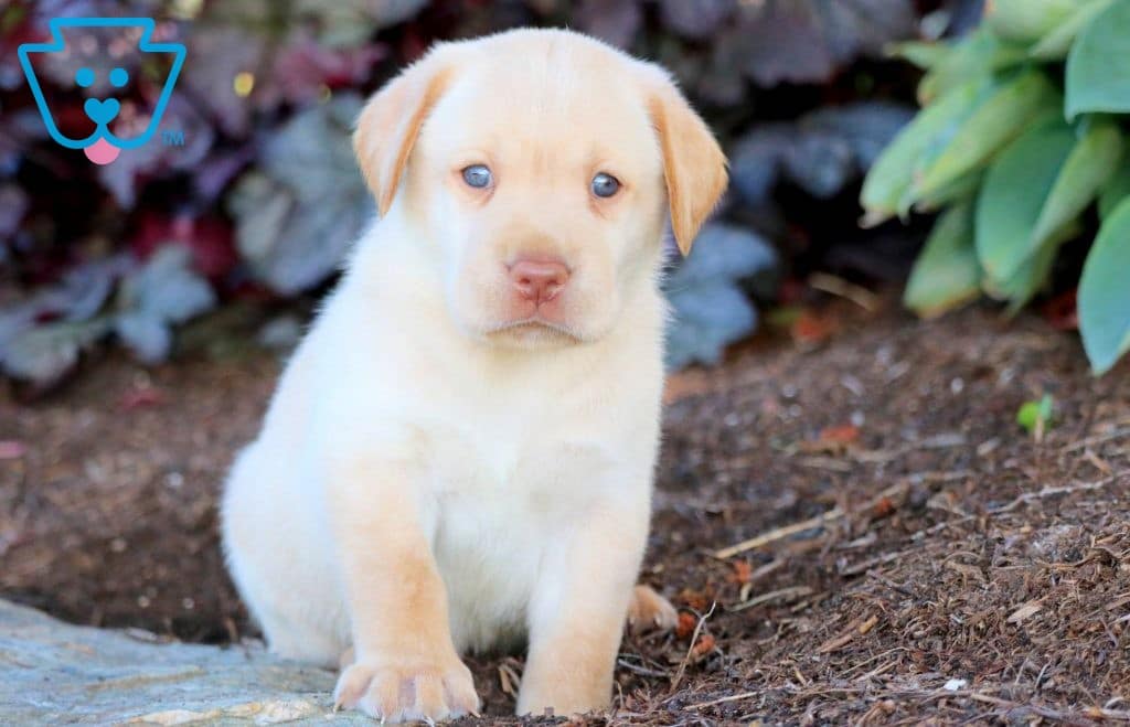 English Yellow Lab Puppies For Sale In Massachusetts Riorock Labrador