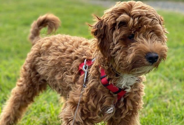 My Adorable Goldendoodle miniature