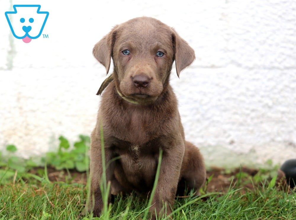 Cute Silver Lab Puppies