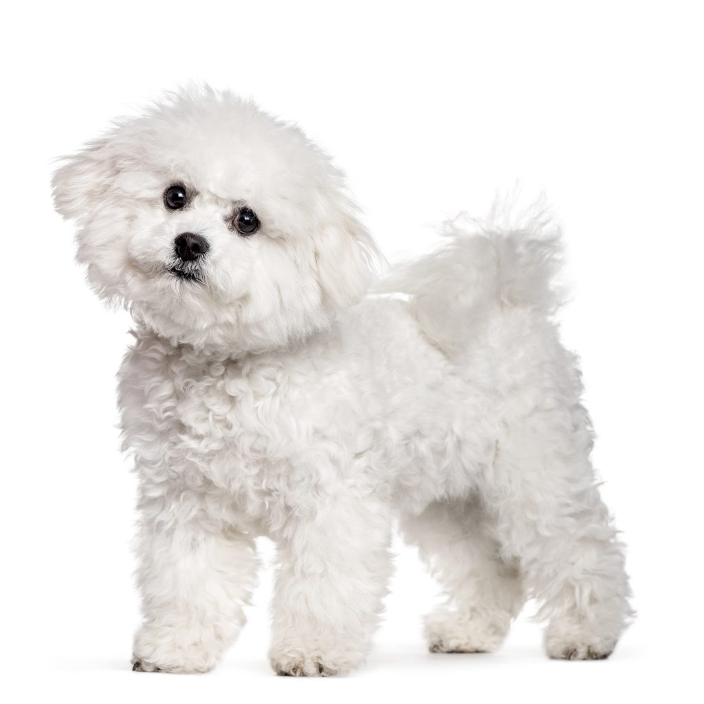 Bichon Frise