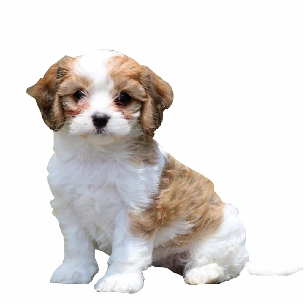 Cavachon