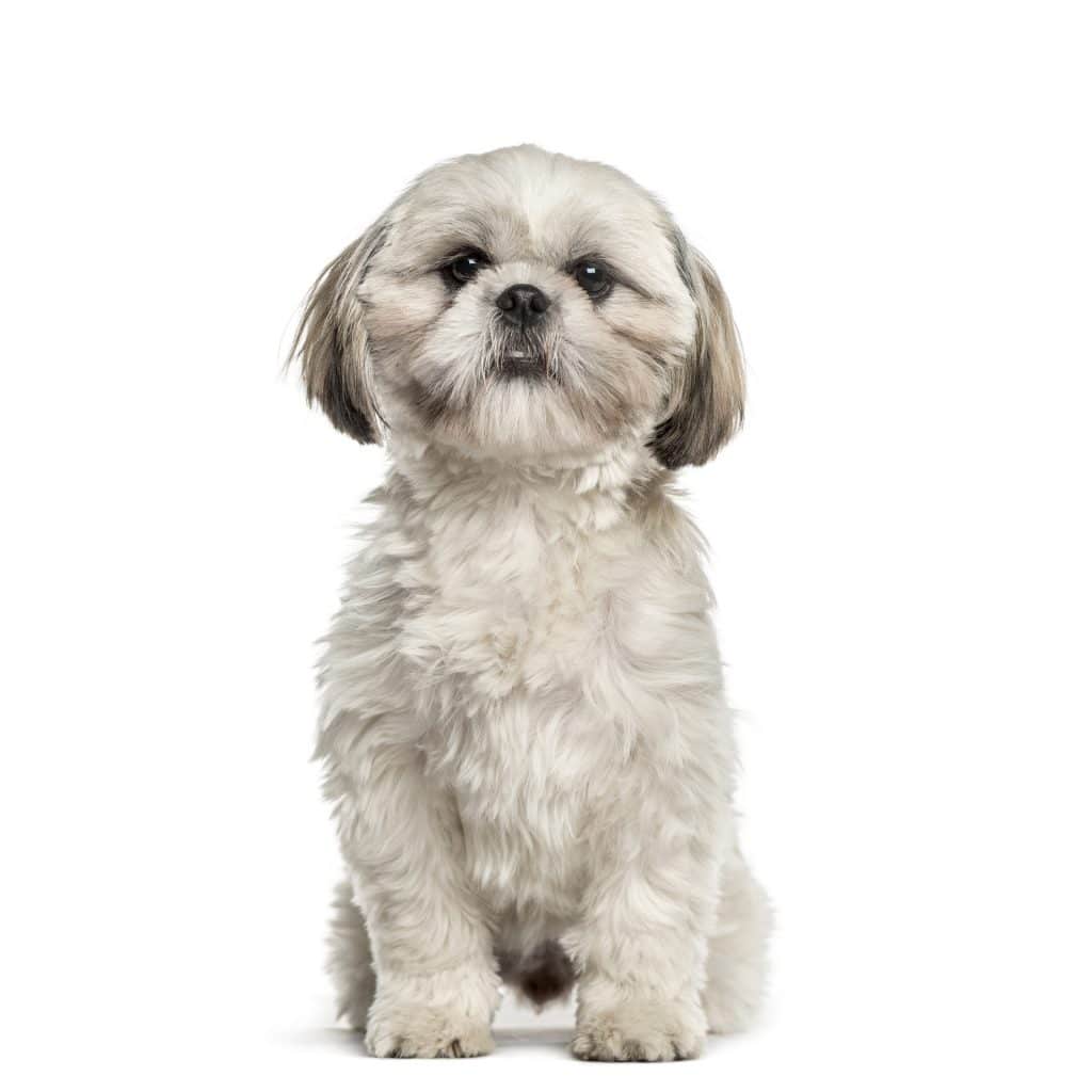 Shih Tzu