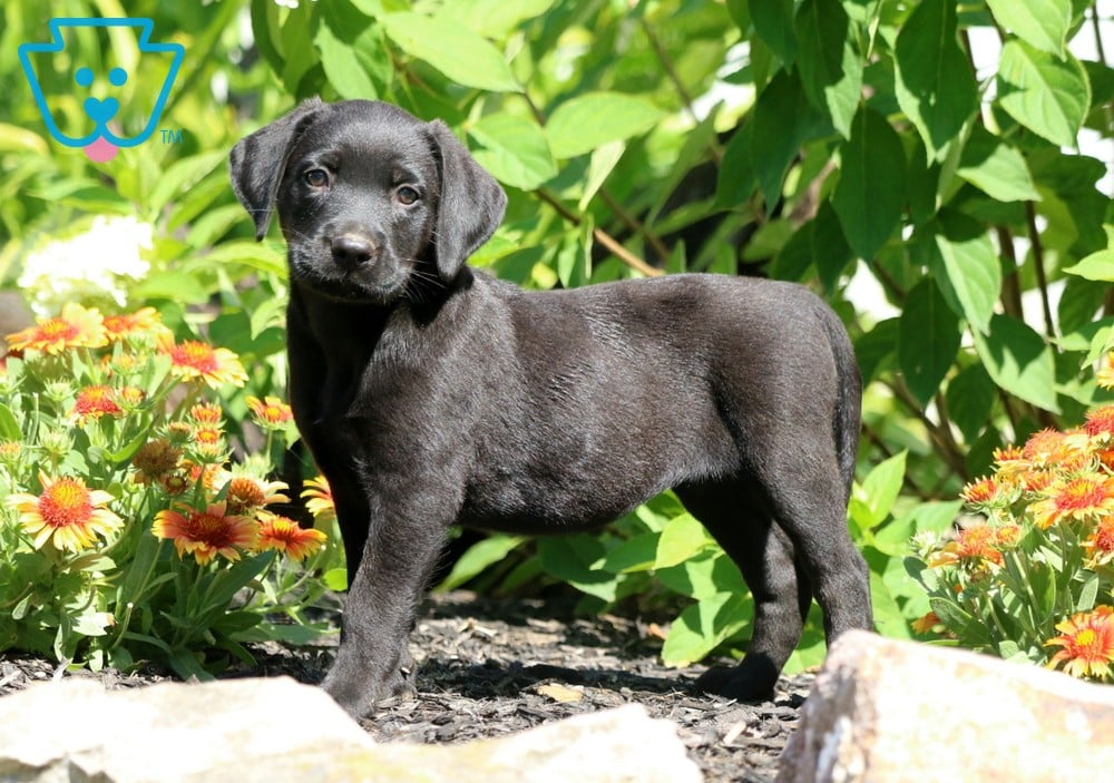 Julie | Lab Mix Puppy For Sale | Keystone Puppies