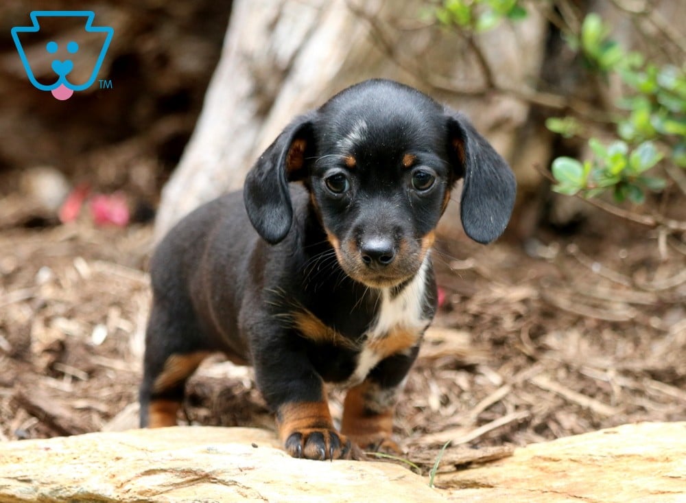 Mindy Dachshund Miniature Puppy For Sale Keystone