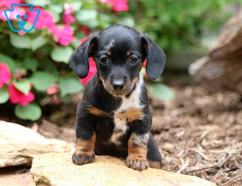 minisolife dog
