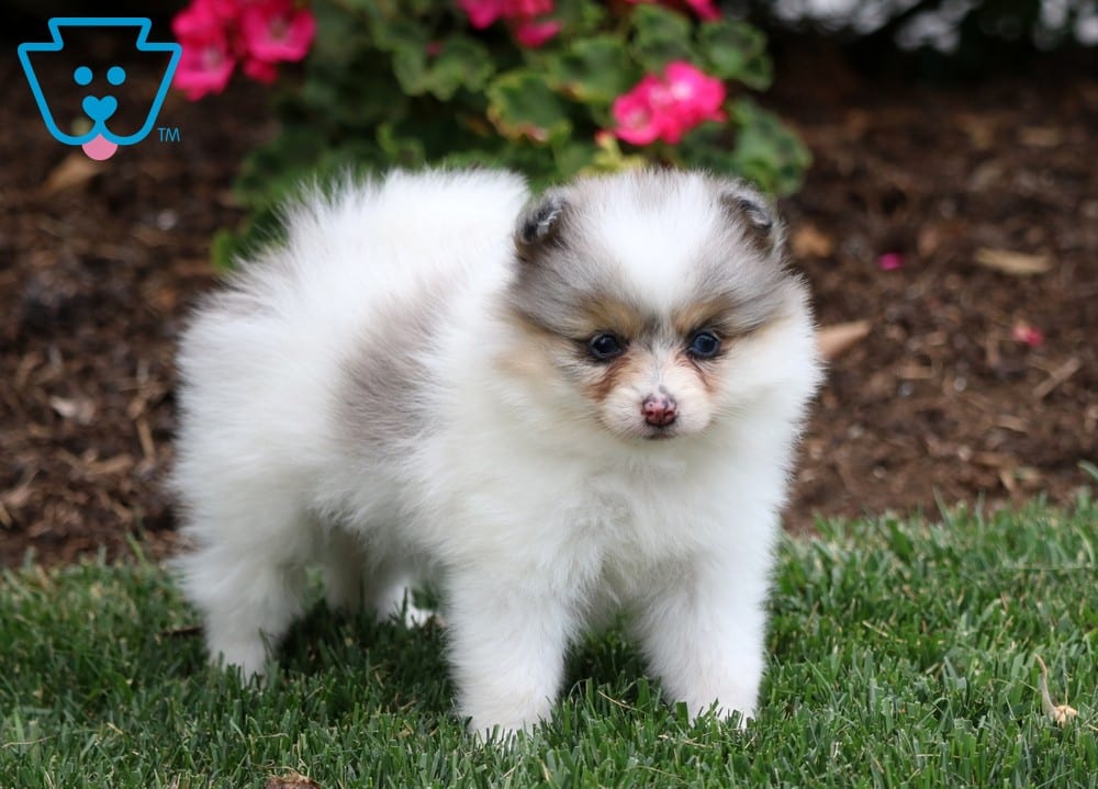 Precious Pomeranian Puppy For Sale Keystone Puppies