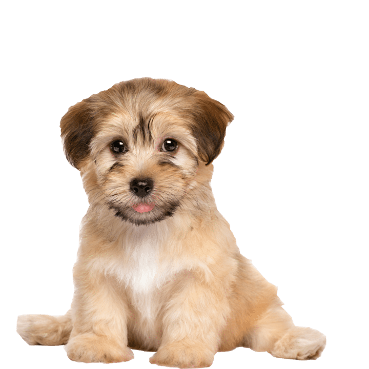 Cheapest Toy Dog Breeds