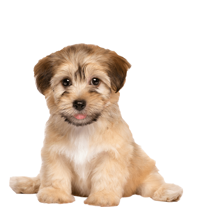 miniature toy dogs for sale