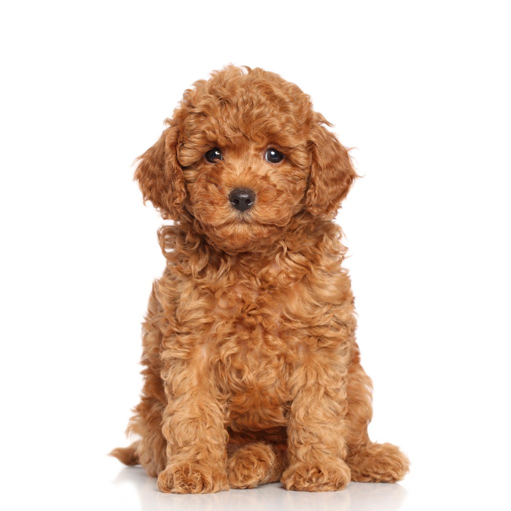 Toy Poodle 