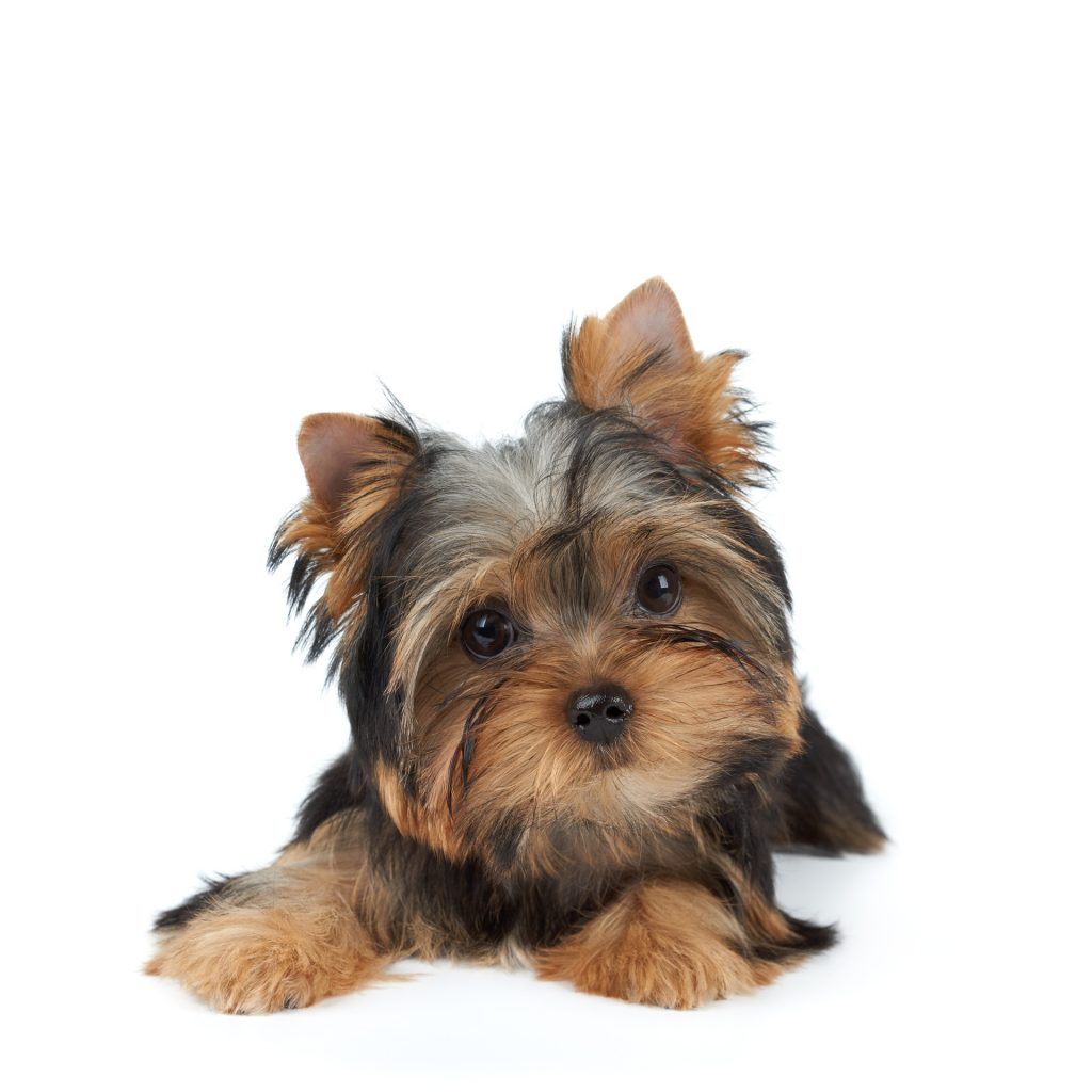 Yorkie 