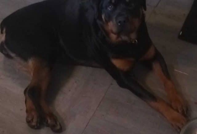 Gracie/ my Rottweiler puppy