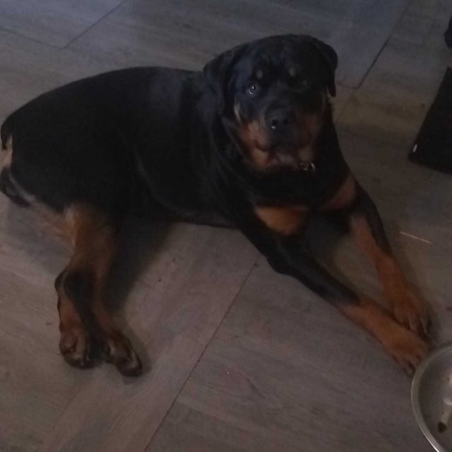 Gus Keystone Puppies Puppies For Sale Health Guaranteed