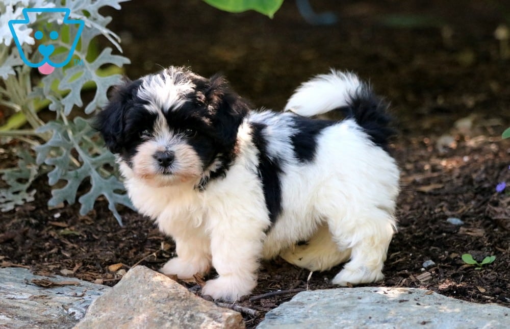 shichon size