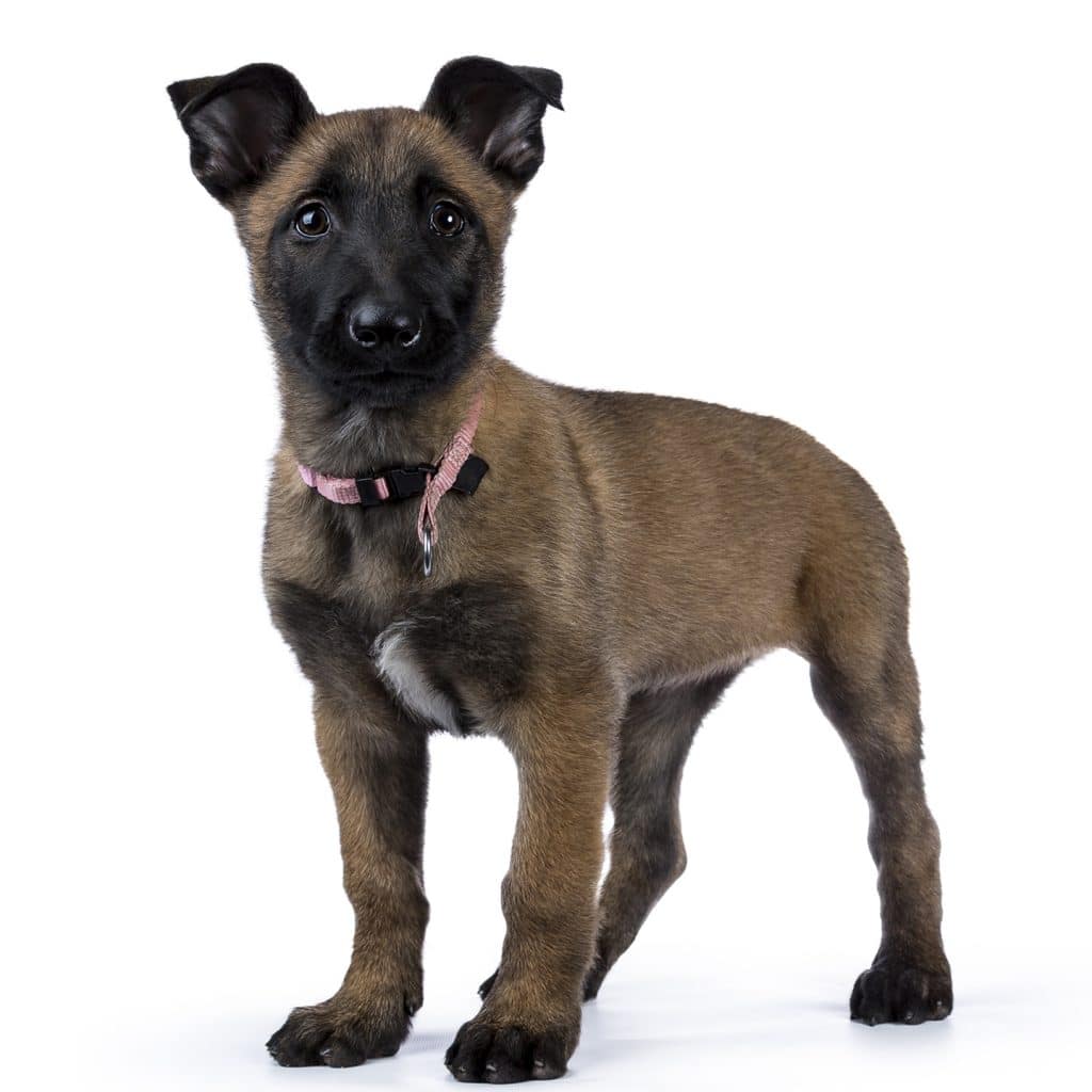 Belgian Malinois 