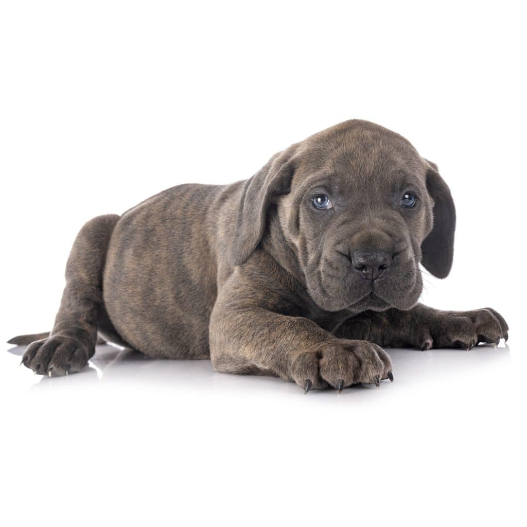 Cane Corso 