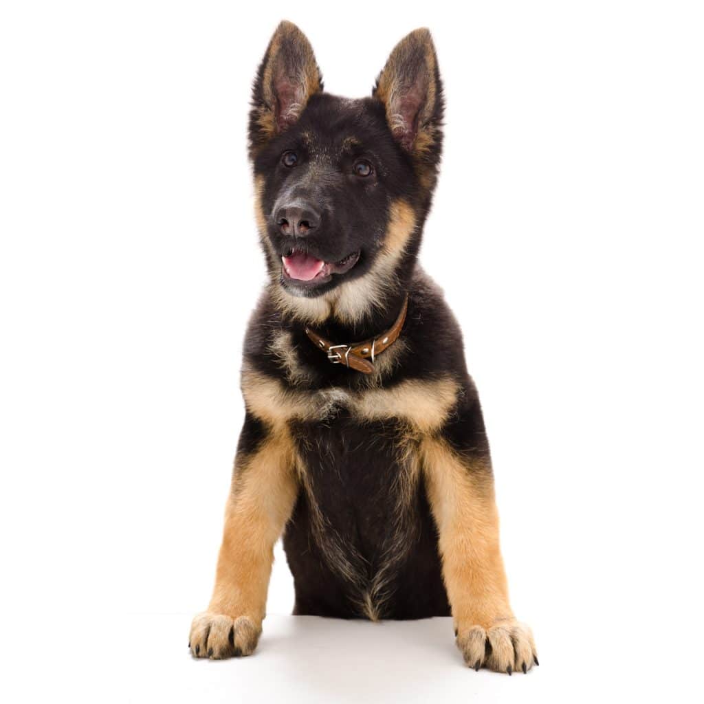 German Shepherd 