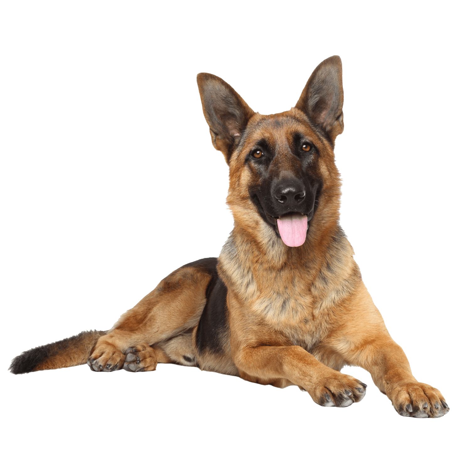 Guard Dog