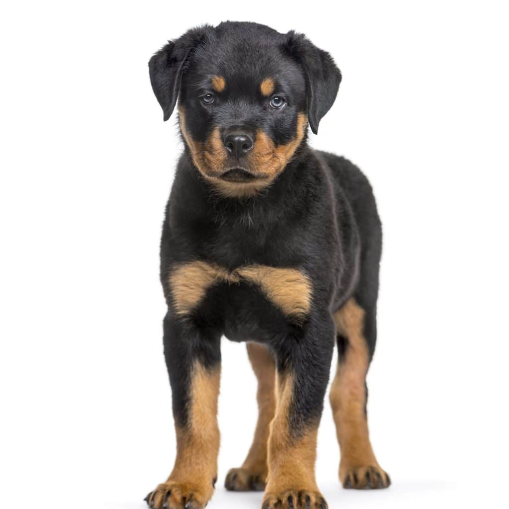 Rottweiler 