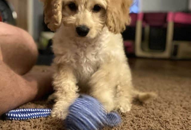Perfect addition to our family