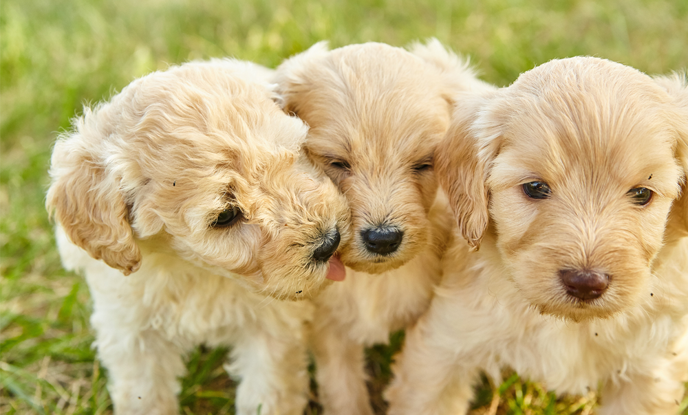 Cachorros Goldendoodle à venda em Lancaster PA