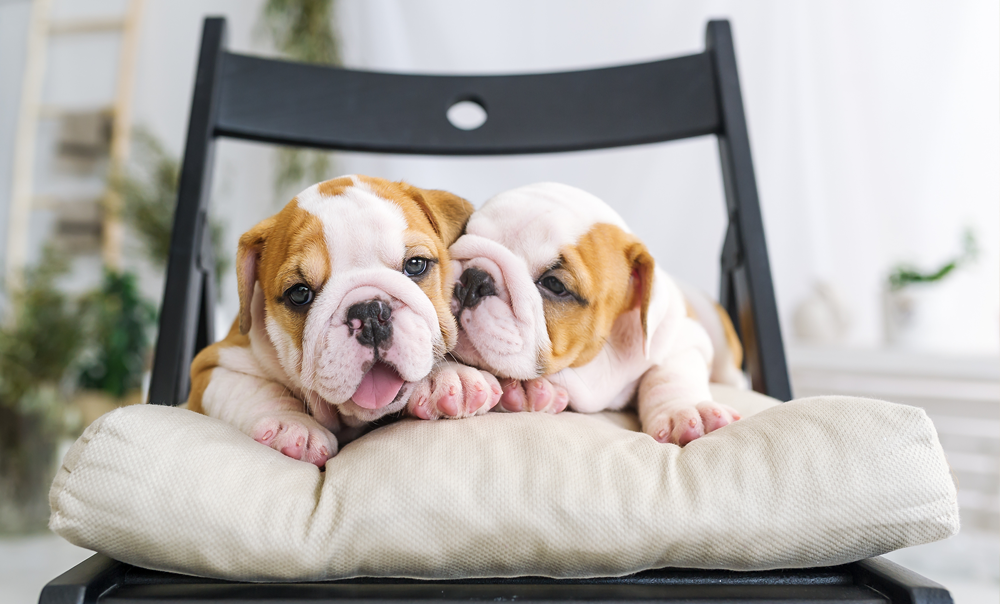 Cachorros de raça pura à venda em PA