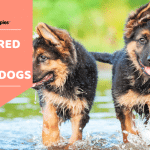 Purebred German Shepards playing in water