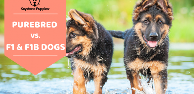 Key Dog Terms: Purebred, F1 & F1B