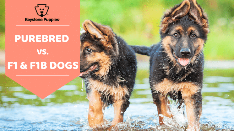 Purebred German Shepards che giocano in acqua