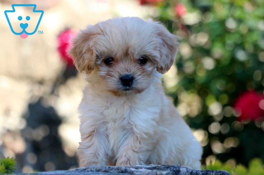 Great Cavachon Puppies! Dog Breeders in Kansas USA