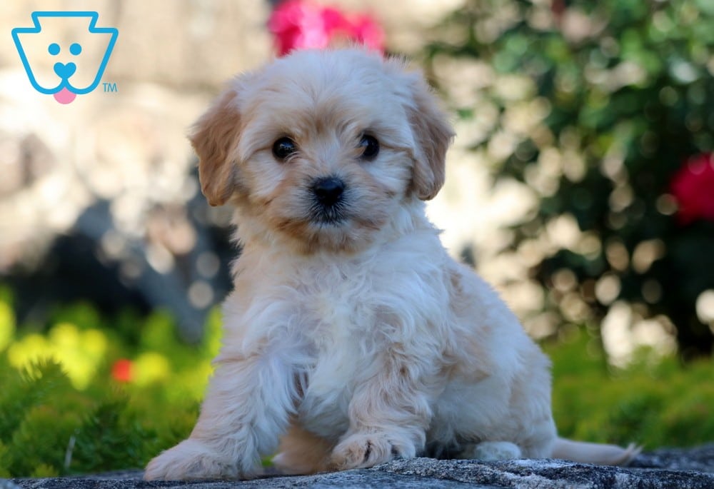 Buy Cavachon Puppies In Tennessee USA
