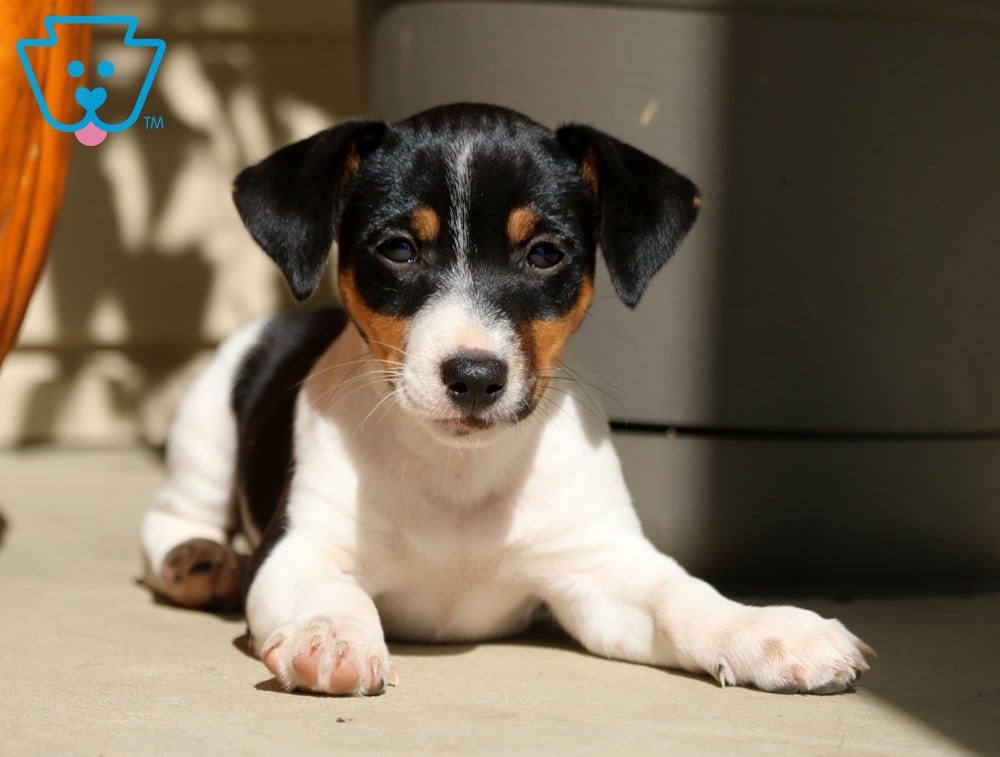 jack russell