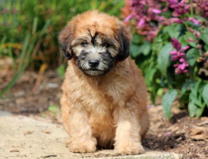 Fluffy Mini Whoodle puppy for sale