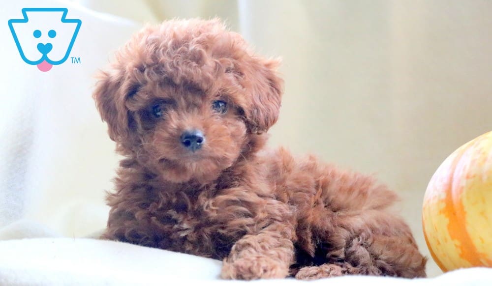puppy with babies toy