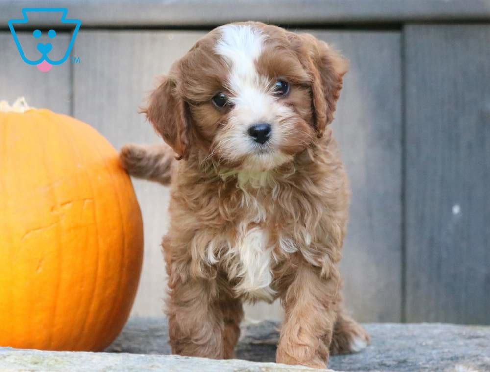 Cavapoo mini breed for sale