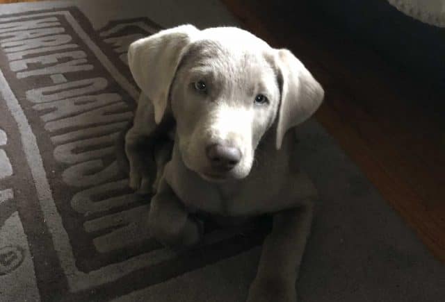Labrador